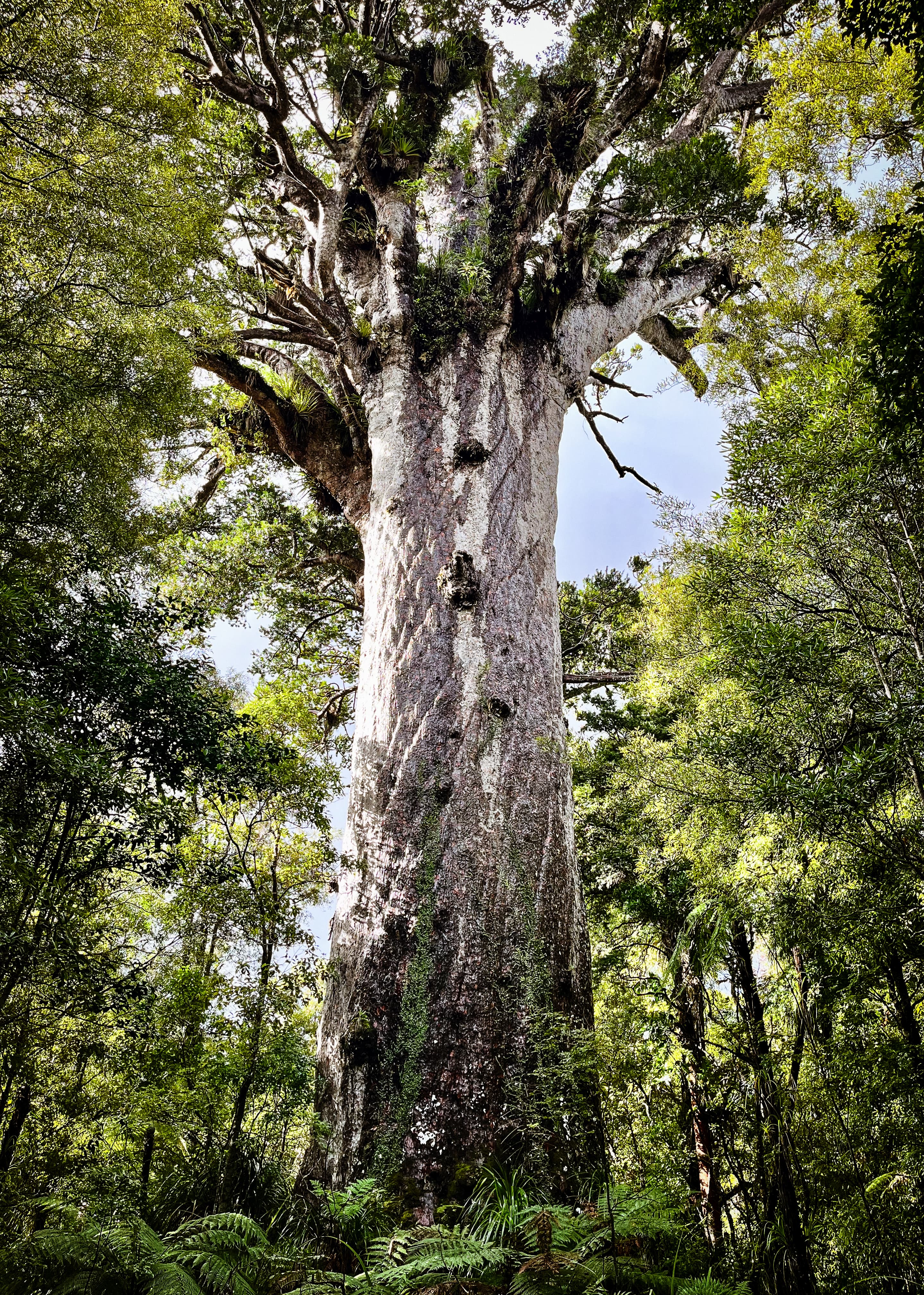 Biggest Kauri tree, New Zealand